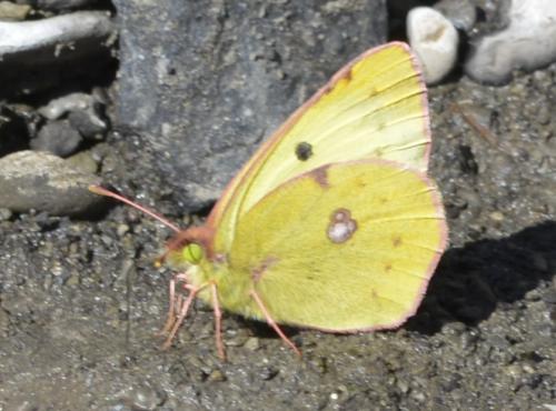 Colias sp.